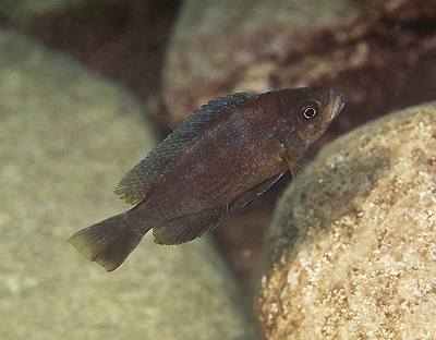 Perissodus straeleni 'Kambwimba'